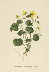 Zweiblütiges Veilchen